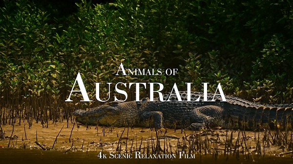 When the Camera Just Watches – Reptiles and Birds of Australia in 4K