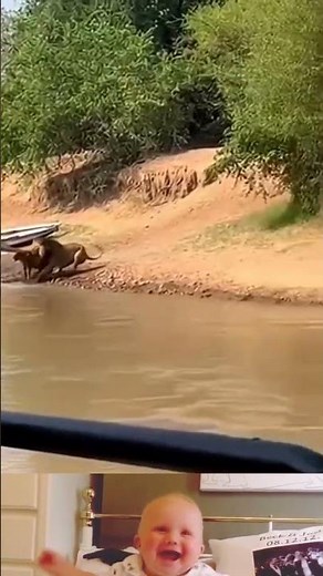 Wild lion suddenly attack on baby elephant 😱 | Animal fight video | #animals #shorts