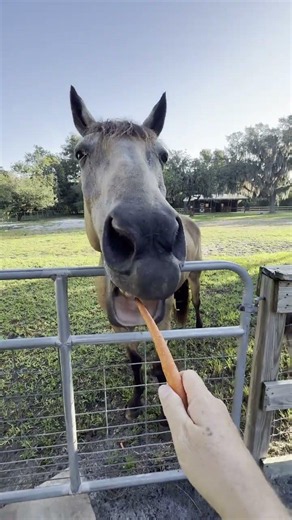 Horse steals the jokes every single time #horse #farm #funny