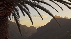 Palm Tree Swaying Breeze Mountains Background Stock Footage Video (100% Royalty-free) 3507722165 | Shutterstock