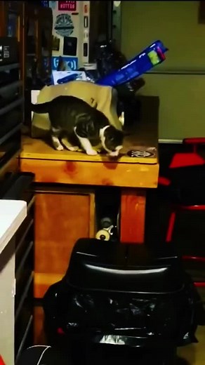 10K views · 85 reactions | wee#Wee #weee #pets #dogs #animals #dog #cat #animal #pet #wee #funny #viral #cats #藍藍藍 | Cocomelon - Nursery Rhymes | Facebook