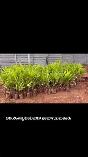 🌴 Growing Wealth in Acres – Developing Arecanut Farm at Mandya: Mandya’s Arecanut Plantation Project video ಡಿ.ಲಿಂಗಪ್ಪ ತೆಂಗಿನ ತೋಟಮತ್ತುನರ್ಸರಿ ತುಮಕೂರು Contact us to develop your farm land ☎️7676994369 | ಡಿ.ಲಿಂಗಪ್ಪ ತೆಂಗಿನ ತೋಟಮತ್ತುನರ್ಸರಿ ತುಮಕೂರು