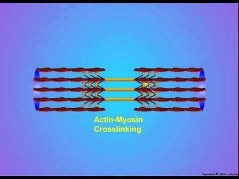 4. Actin-Myosin Crosslinking