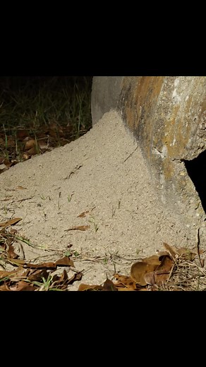 8.9M views · 10K reactions | Time-lapse of a fire ant colony on a culvert being destroyed by rain then rebuilt. (This is actually new from just a few weeks ago) #timelapse #anthillart #nature | Anthill Art | Facebook