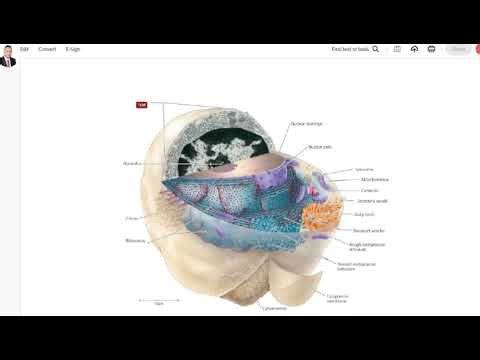 5 Lecture 2 Recording 1 of Morphology and Physiology of Bacteria