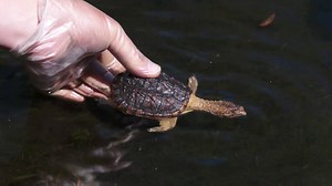 100K views · 797 reactions | These rescued baby snapping turtles got...
