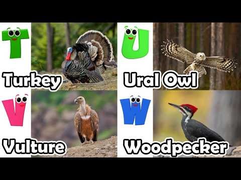 Alphabet Song with Birds | ABC Learning Video for Preschool Kids | Koko Study Class 2026