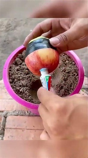 The secret to grafting fruits #shorts