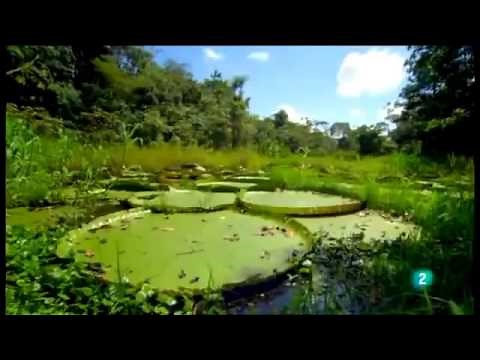 Documental de Animales Salvajes de "El Amazonas" | Documentales Completos en Español