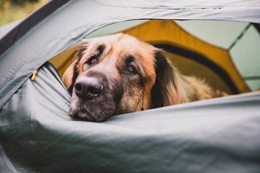 Les Éléments À Prendre En Compte Avant De Camper Avec Son Chien