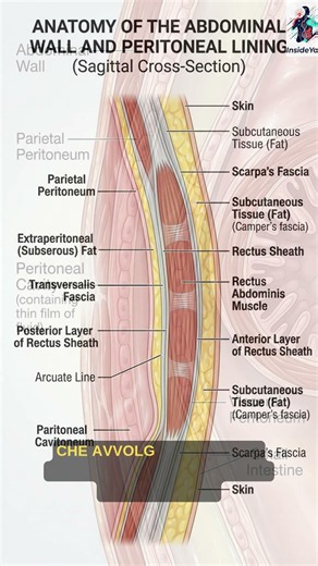 What is the peritoneum really? The membrane that wraps all your organs #biology #medicine