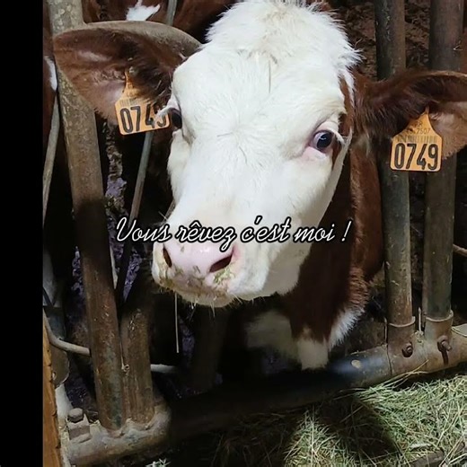 Une génisse splendide ‪@Agri-du-63‬ ‪@plume6336vanille‬#api #vache #preference #prénom #elevage