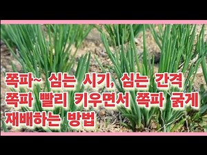 쪽파 심는시기, 심는 간격 및 쪽파 빨리 키우면서 쪽파 굵게 재배하는 방법(농사의신)