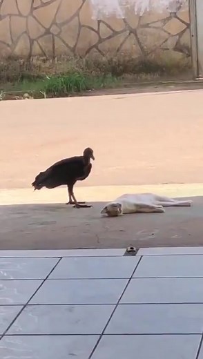 I’m alive. I’m just sleeping. Press for sound | Tommy Robson