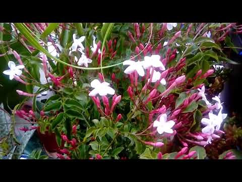 Pink Jasmine in bloom | Jasminum polyanthum