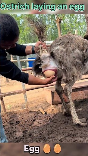"Did You Know? Ostrich Egg = 24 Chicken Eggs 🥚😲 | Nature’s Miracle #Shorts #Facts #Animals"#wow