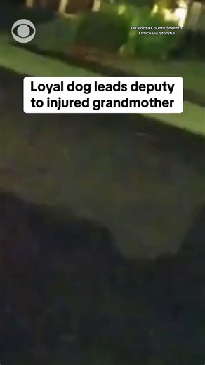 "Very good boy": A loyal dog named Eeyore found a Florida sheriff's deputy and then led her to his owner's mother after she had a fall during a walk. "Eeyore, you’re a good boy. Grandma loves you,” the woman told her four-legged hero. https://cbsn.ws/4nGx26V | CBS News