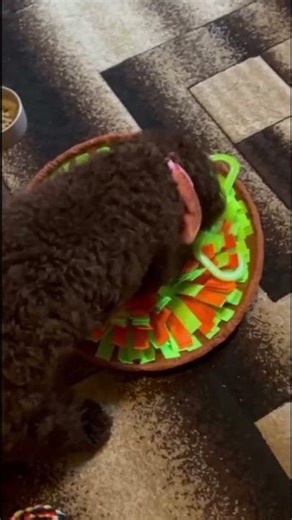 she looks very pretty looking for treats 🥰 💕 💖 💗 ❤️