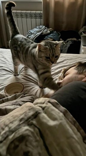 Le chat essaie de le réveiller pour manger… mais il s’énerve tout seul 😭🐱 #shorts #viral #humour