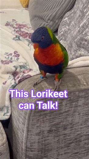 Can Rainbow Lorikeets Talk? #lorikeet #talkingparrot #birds