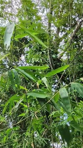 Living off-grid in Philippines province, Province Philippines,