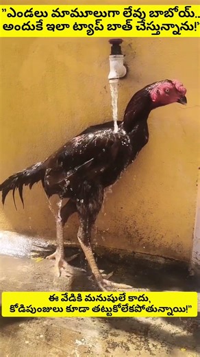 ​Beat the Heat: Clever Rooster’s Refreshing Shower! 🐓🚿 #viralvideo #telugushorts #entertainment