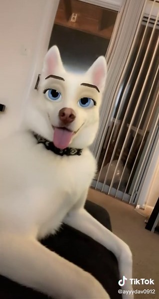 Animating My Husky's Face with the Latest Trend