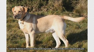 Common Health Problems in Labrador Retrievers and How to Prevent Them