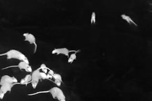 Hitting city streets to record rat behaviors: Q&A with Emily Mackevicius, Ralph Peterson