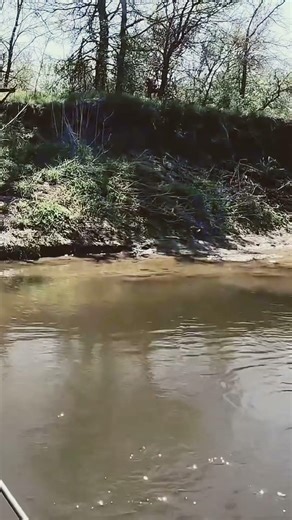 White bass hook up in the creek