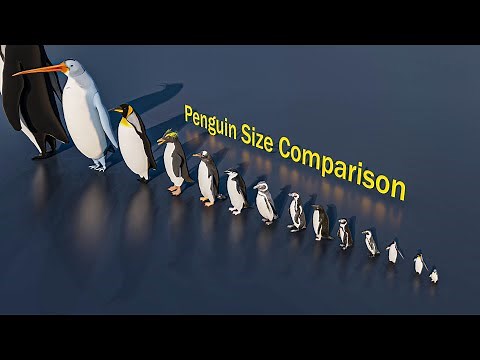 Penguin Size Comparison #animals #animation