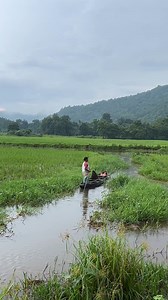 From beautiful landscapes and cosy Assamese style homes to amazing people and their calm and colourful lifestyle, the rural life in Assam provides warm hospitality. The charm of Assam’s countryside is unparalleled. Enjoy the rural charm of Awesome Assam. #AwesomeAssam #ExploreAssam #RuralCharm #CountrySide #RuralAssam | Awesome Assam