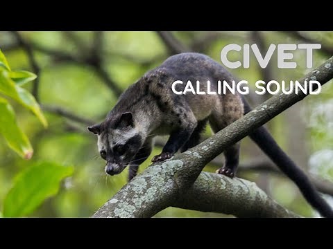 Civet Calling Sound