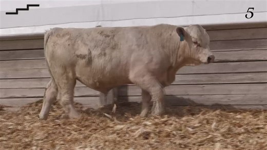 Lot 5 - Cross Charlie 5746 P ET: Staircase Charolais & Red Angus - Annual Bull Sale
