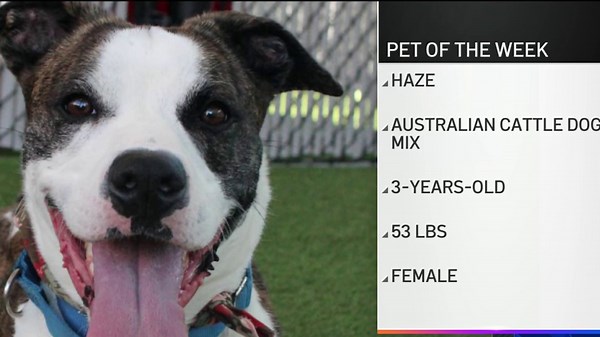 Pet of the Week: Haze, an Australian Cattle Dog Mix