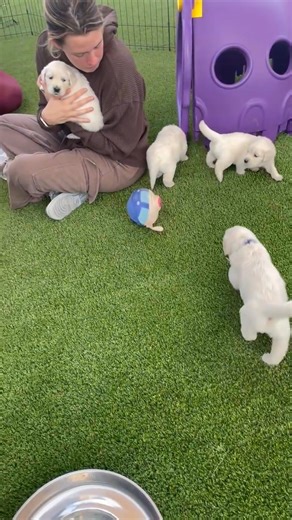 Club Meg Dog Training, LLC on Reels