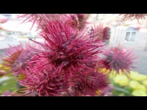 Poisonous Plants 1-2-1 Ricinus communis, castor oil plant