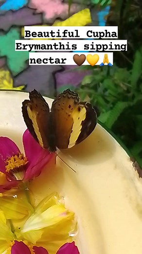 Cupha Erymanthis or commonly known as the Rustic, is a species of brush-footed butterfly found in tropical and subtropical regions of Asia 🤎🦋💛🙏🦋💖😍 #fypシ #butterflies | ArtFlies Butterfly Garden