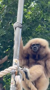 🌿Happy International Gibbon Day! 🌿 Help us celebrate our newest favorite duo — Lar Gibbons, Bono, and Japan! 💛 Bono came to us from the Santa Barbara Zoo, and now that these two are out on exhibit together, they start each morning doing what gibbons do best — swinging and singing! 🎶🌅 Did you know? Gibbon songs are more than just beautiful jungle melodies — they’re powerful duets that strengthen pair bonds and help mark their territory. 💕These daily songs are how gibbons communicate, build 