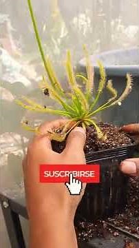 Trasplante de Drosera Capensis - Plantas Carnívoras