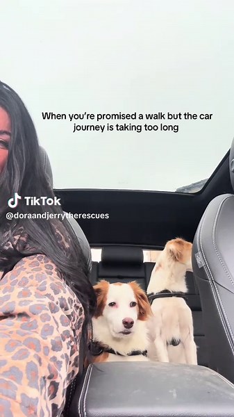 #dog #dogsoftiktok #funny #fyp #viral #rescue #rescuedog