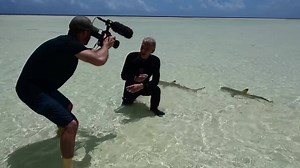 448K views · 4.1K shares | The Pristine Seas team dives with sharks...