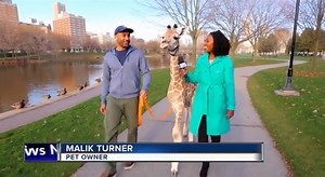 2K views · 20 reactions | This local news story features a surprising...