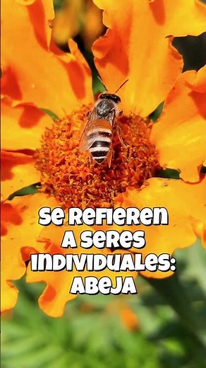 Todos los sustantivos en español
