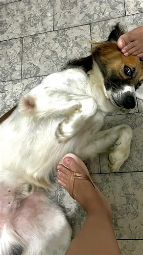 Leticia Oliveira | Desktor quer ser promovido 🫣🤣🐶🩷🩵 #filhobichologico #casal | Instagram