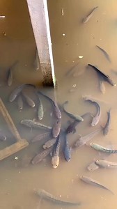 9.3M views · 67K reactions | Fish farming, fish pond... | ফিস ফার্ম ভরসা | Facebook