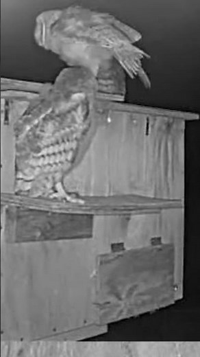 🐥🦉 Barn Owl Babies Fly for the First Time!