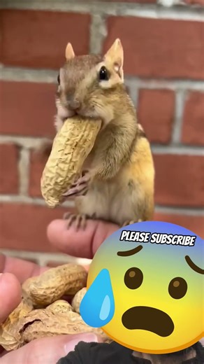 cute squirrel goes viral on internet #cute #funny