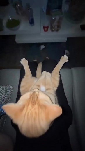 Distinguished Gamer Cat Memes | Funny El Gato Compilation