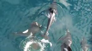 310K views · 710 shares | Feel free to share! After much effort dedicated to investigate killer whale predation on seals in Norway, we finally got to capture hunting and feeding behaviours of a mammal-eating killer whale group. To our knowledge, such images by drone is unique and may be a first time worldwide. | Norwegian Orca Survey | Facebook